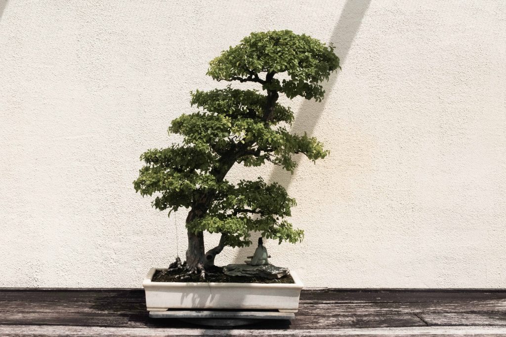 Are Bonsai Trees Hard To Grow