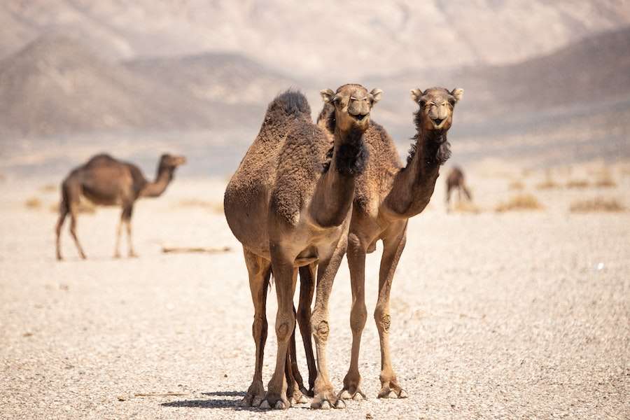 Are Camels Dangerous