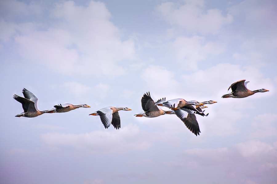 Do Geese Fly At Night