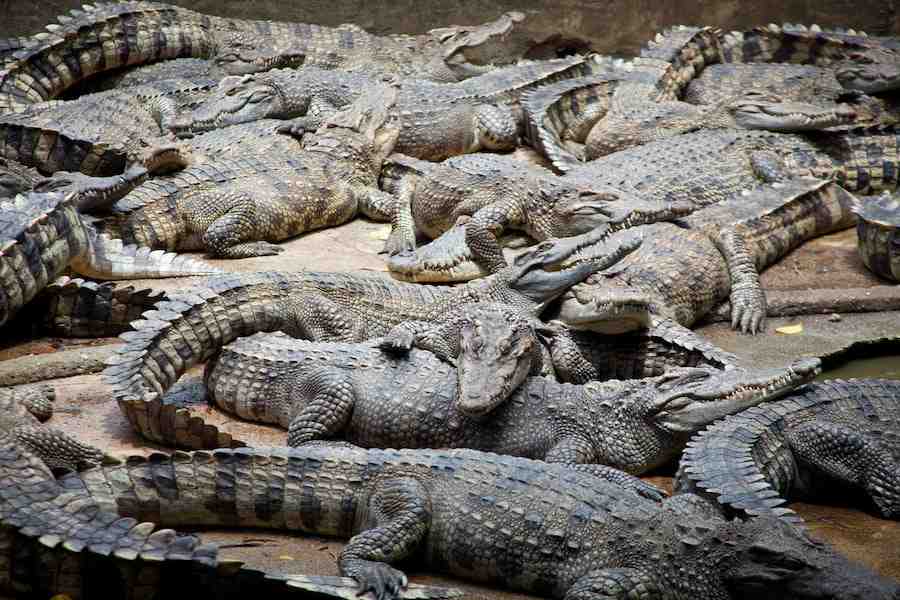 Are There Crocodiles In Florida?