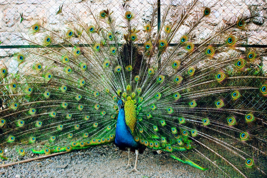 Do Female Peacocks Have Colorful Feathers