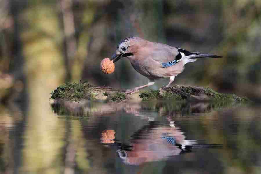 What Does A Blue Jay Sound Like? Discovering The Varied Sounds Of Blue Jays