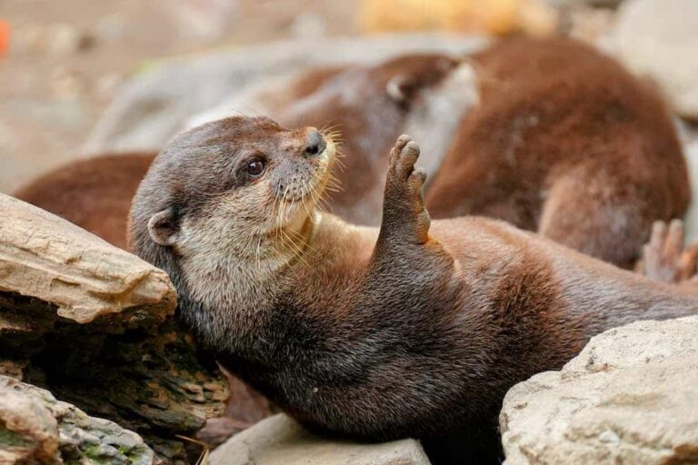 200 Cute Otter Names Unveiling The Best Cute Otter Names Agape Press